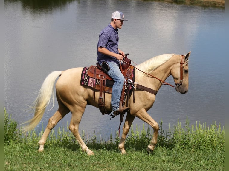 Fox trotter de Missouri Caballo castrado 8 años 155 cm Palomino in Whitley city KY