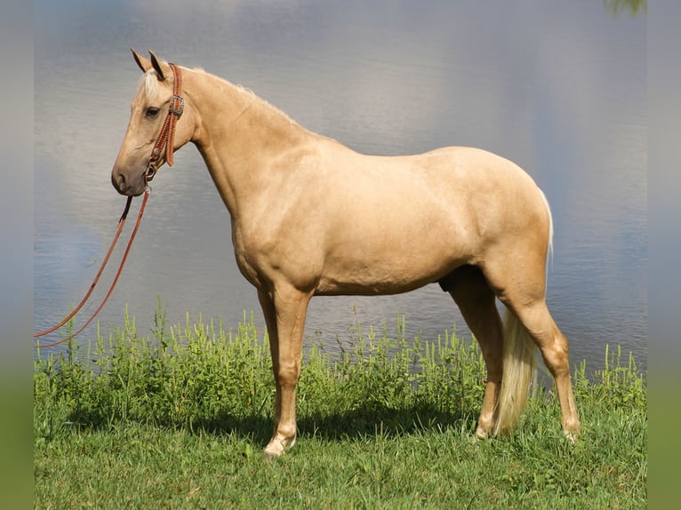 Fox trotter de Missouri Caballo castrado 8 años 155 cm Palomino in Whitley city KY