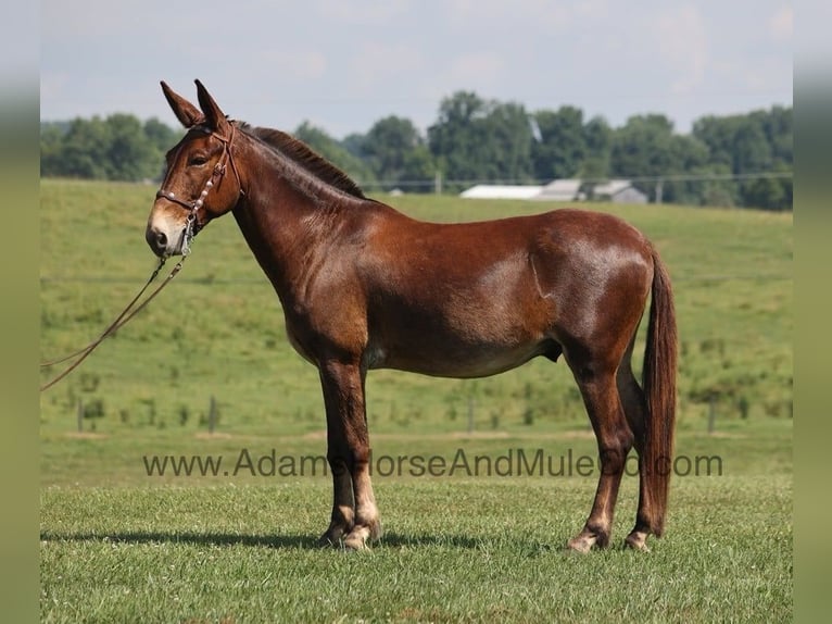 Fox trotter de Missouri Caballo castrado 8 años 157 cm Castaño rojizo in Mount Vernon