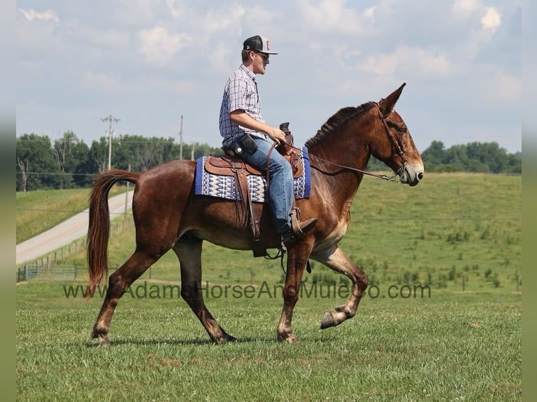 Fox trotter de Missouri Caballo castrado 8 años 157 cm Castaño rojizo in Mount Vernon