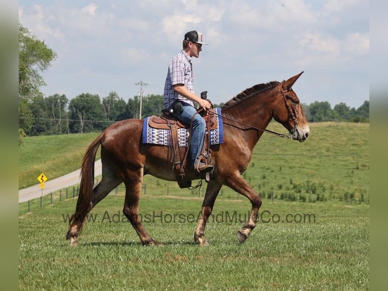 Fox trotter de Missouri Caballo castrado 8 años 157 cm Castaño rojizo in Mount Vernon