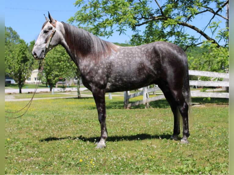 Fox trotter de Missouri Caballo castrado 8 años 157 cm Tordo rodado in Mount Vernon Ky