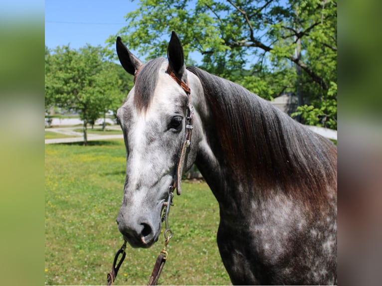 Fox trotter de Missouri Caballo castrado 8 años 157 cm Tordo rodado in Mount Vernon Ky