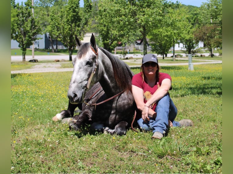 Fox trotter de Missouri Caballo castrado 8 años 157 cm Tordo rodado in Mount Vernon Ky