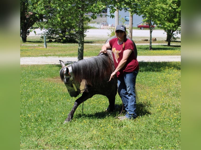 Fox trotter de Missouri Caballo castrado 8 años 157 cm Tordo rodado in Mount Vernon Ky