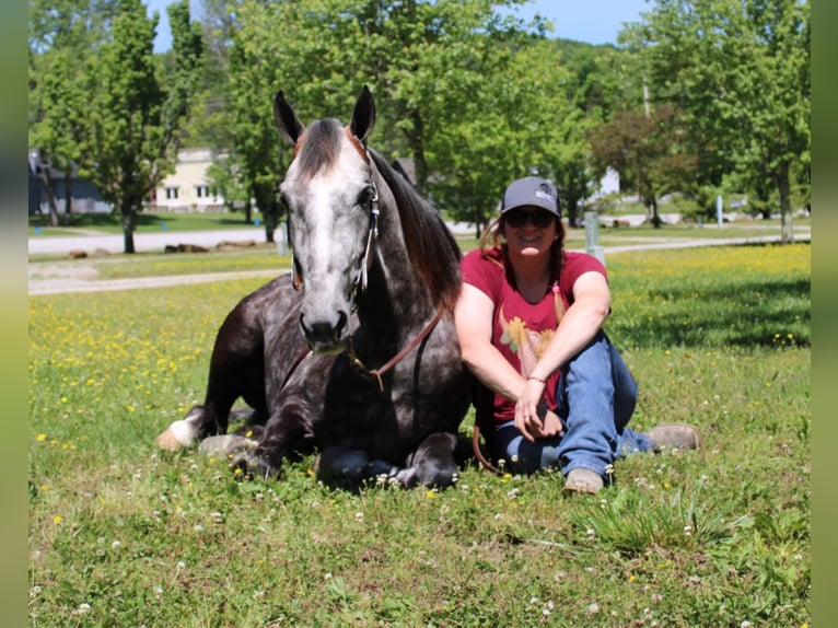 Fox trotter de Missouri Caballo castrado 8 años 157 cm Tordo rodado in Mount Vernon Ky