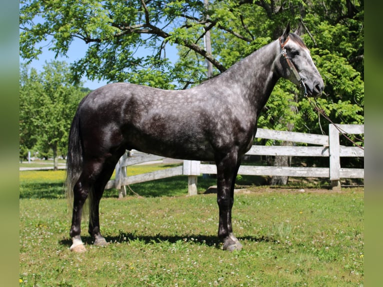 Fox trotter de Missouri Caballo castrado 8 años 157 cm Tordo rodado in Mount Vernon Ky