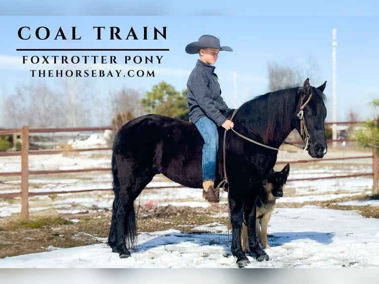 Fox trotter de Missouri Caballo castrado 8 años Negro in Houston, MO