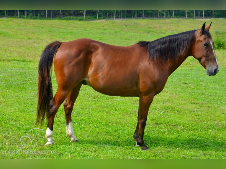 Fox trotter de Missouri Caballo castrado 9 años 142 cm Castaño rojizo in Park Hills, MO