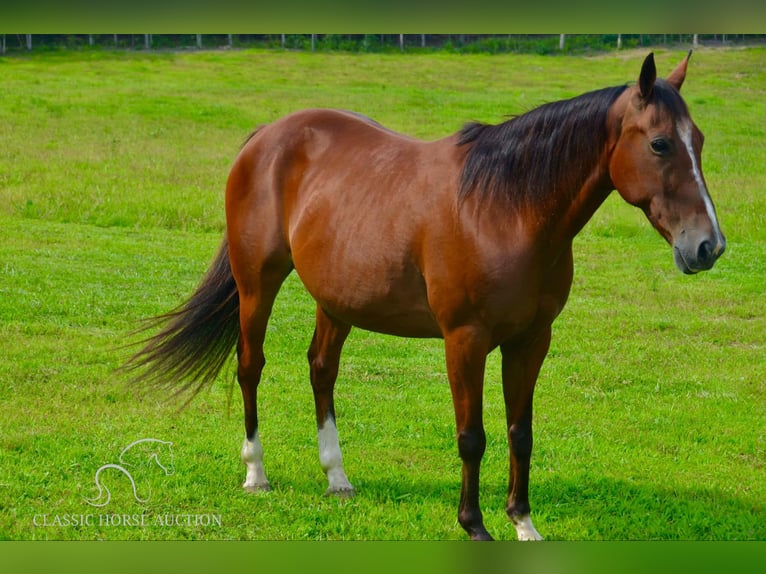 Fox trotter de Missouri Caballo castrado 9 años 142 cm Castaño rojizo in Park Hills, MO