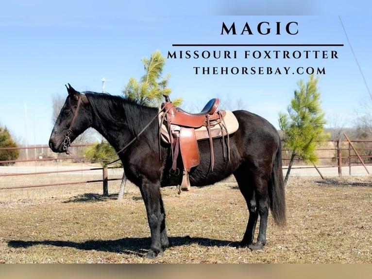 Fox trotter de Missouri Caballo castrado 9 años 150 cm Negro in Houston, MO