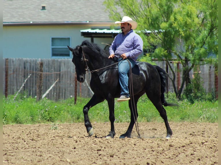 Fox trotter de Missouri Caballo castrado 9 años 150 cm Negro in Stephenville Tx