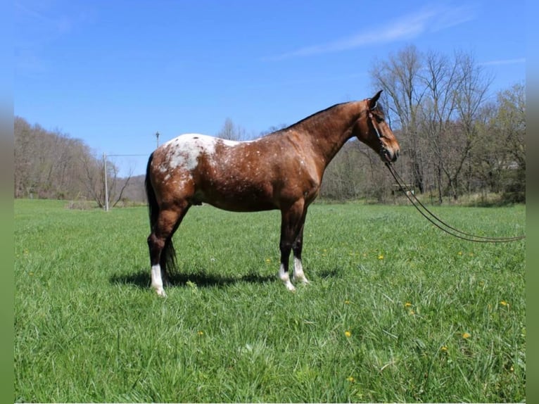 Fox trotter de Missouri Caballo castrado 9 años 152 cm Alazán rojizo in Salyersville Ky