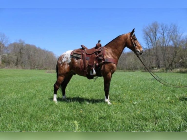 Fox trotter de Missouri Caballo castrado 9 años 152 cm Alazán rojizo in Salyersville Ky