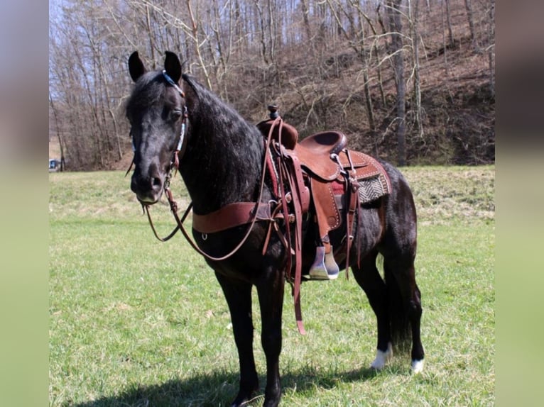 Fox trotter de Missouri Caballo castrado 9 años 152 cm Negro in Salyersville KY