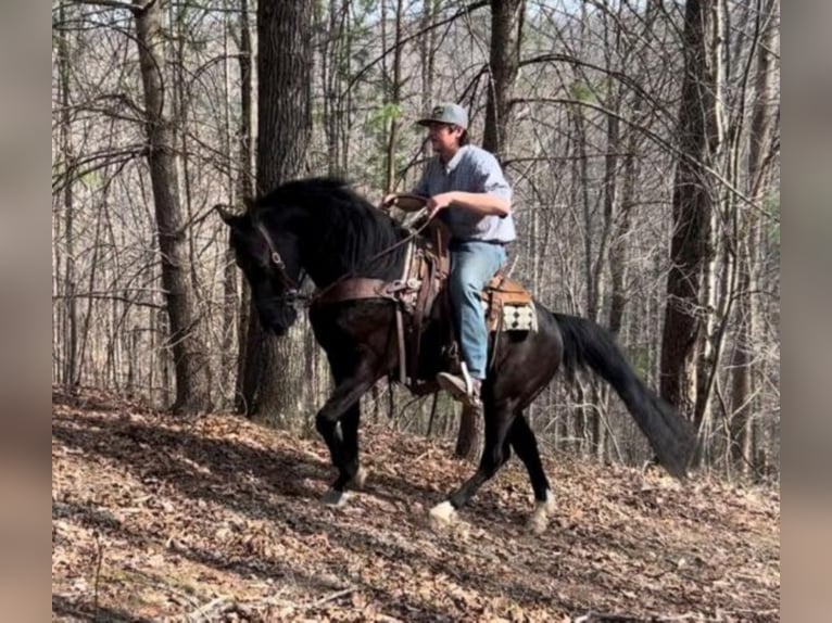 Fox trotter de Missouri Caballo castrado 9 años 152 cm Negro in Salyersville KY