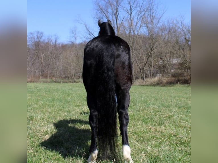 Fox trotter de Missouri Caballo castrado 9 años 152 cm Negro in Salyersville KY