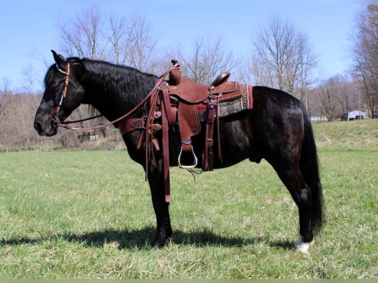 Fox trotter de Missouri Caballo castrado 9 años 152 cm Negro in Salyersville KY