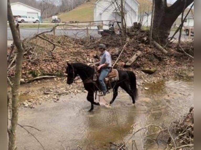 Fox trotter de Missouri Caballo castrado 9 años 152 cm Negro in Salyersville KY