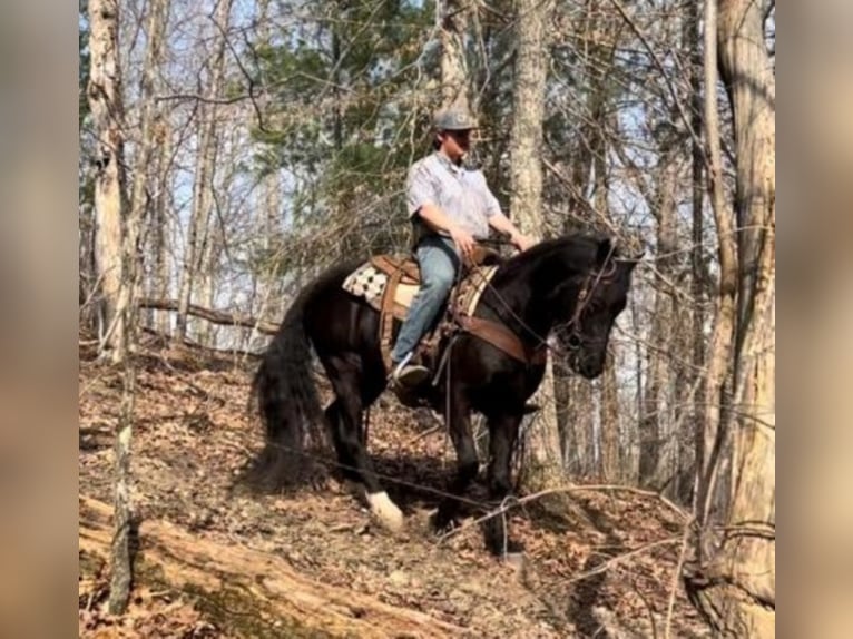 Fox trotter de Missouri Caballo castrado 9 años 152 cm Negro in Salyersville KY