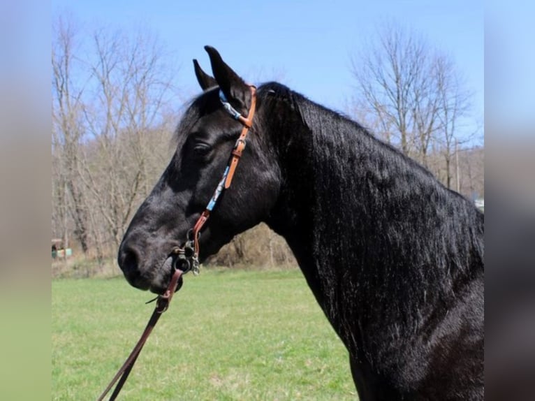 Fox trotter de Missouri Caballo castrado 9 años 152 cm Negro in Salyersville KY