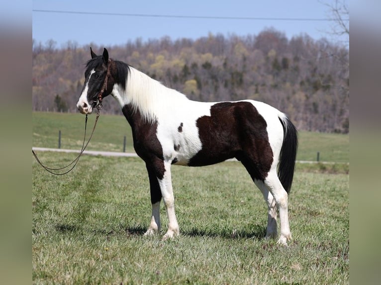 Fox trotter de Missouri Caballo castrado 9 años 152 cm Tobiano-todas las-capas in Jamestown KY