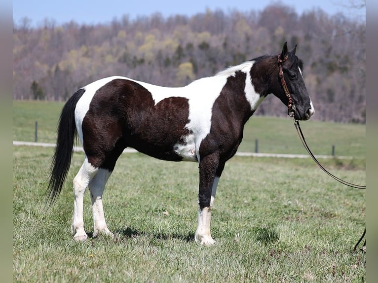 Fox trotter de Missouri Caballo castrado 9 años 152 cm Tobiano-todas las-capas in Jamestown KY