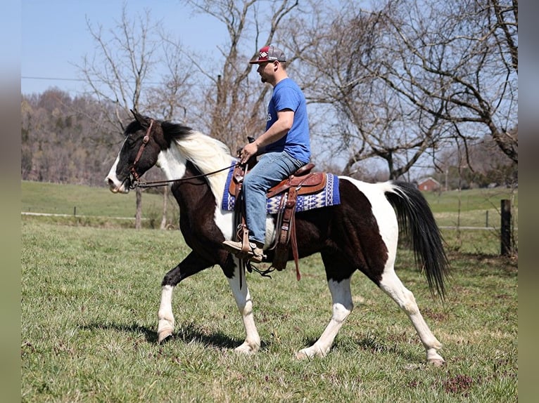 Fox trotter de Missouri Caballo castrado 9 años 152 cm Tobiano-todas las-capas in Jamestown KY