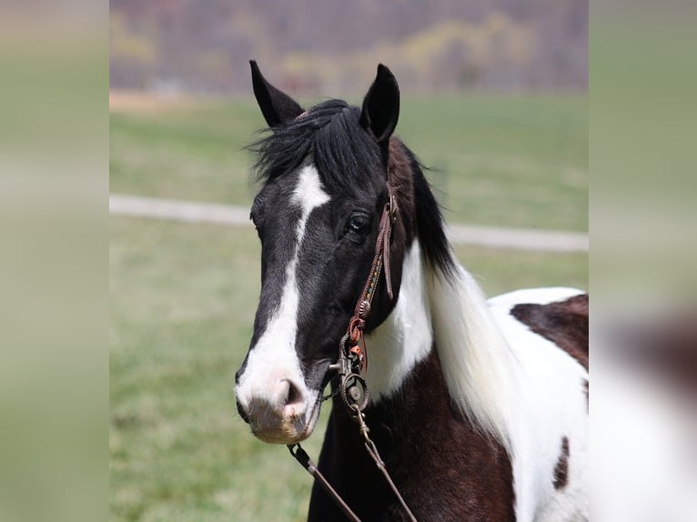 Fox trotter de Missouri Caballo castrado 9 años 152 cm Tobiano-todas las-capas in Jamestown KY