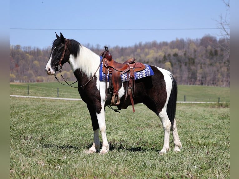 Fox trotter de Missouri Caballo castrado 9 años 152 cm Tobiano-todas las-capas in Jamestown KY