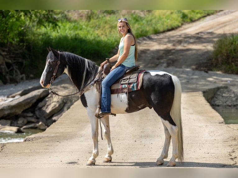 Fox trotter de Missouri Caballo castrado 9 años 155 cm Tobiano-todas las-capas in Ewing KY