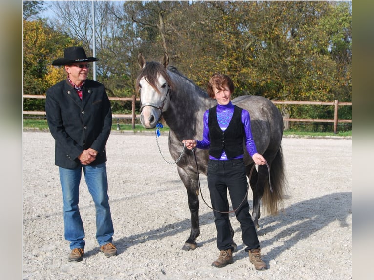 Fox trotter de Missouri Semental 14 años 155 cm Tordo rodado in Winterwerb