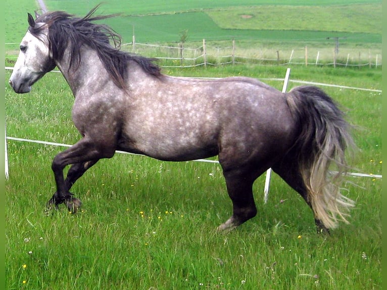 Fox trotter de Missouri Semental 14 años 155 cm Tordo rodado in Winterwerb