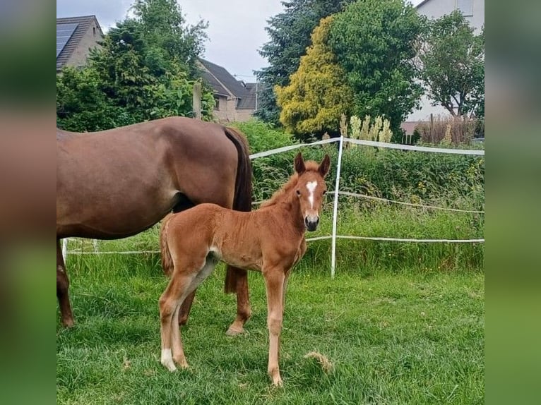 Fox trotter de Missouri Semental 4 años 151 cm Palomino in Winterwerb