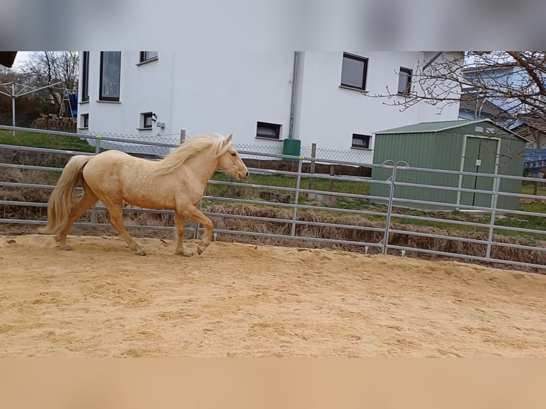 Fox trotter de Missouri Semental 4 años 151 cm Palomino in Winterwerb