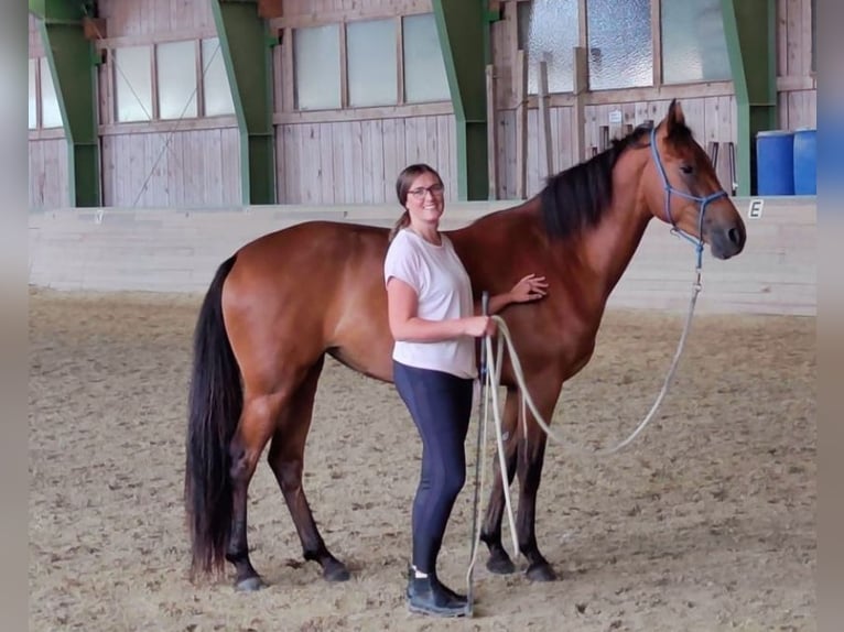 Fox trotter de Missouri Semental 4 años 156 cm Castaño in Aying