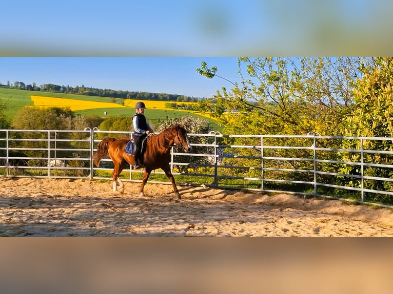 Fox trotter de Missouri Semental Alazán in Winterwerb