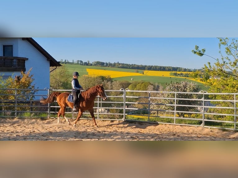 Fox trotter de Missouri Semental Alazán in Winterwerb