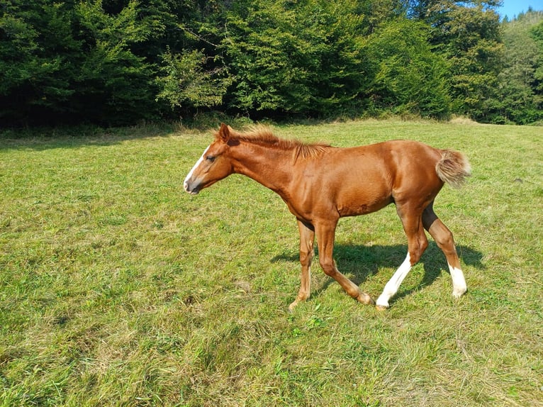 Fox trotter de Missouri Semental Potro (04/2024) 157 cm Alazán in Winterwerb