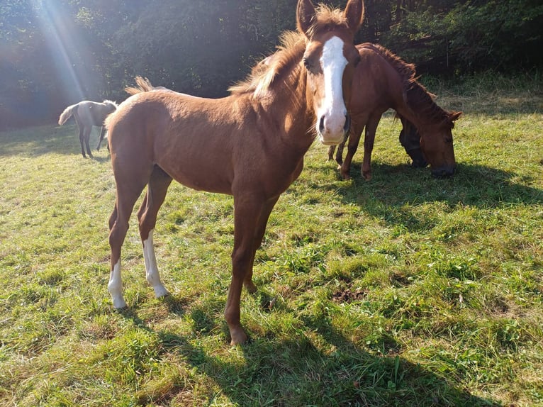 Fox trotter de Missouri Semental Potro (04/2024) 157 cm Alazán in Winterwerb