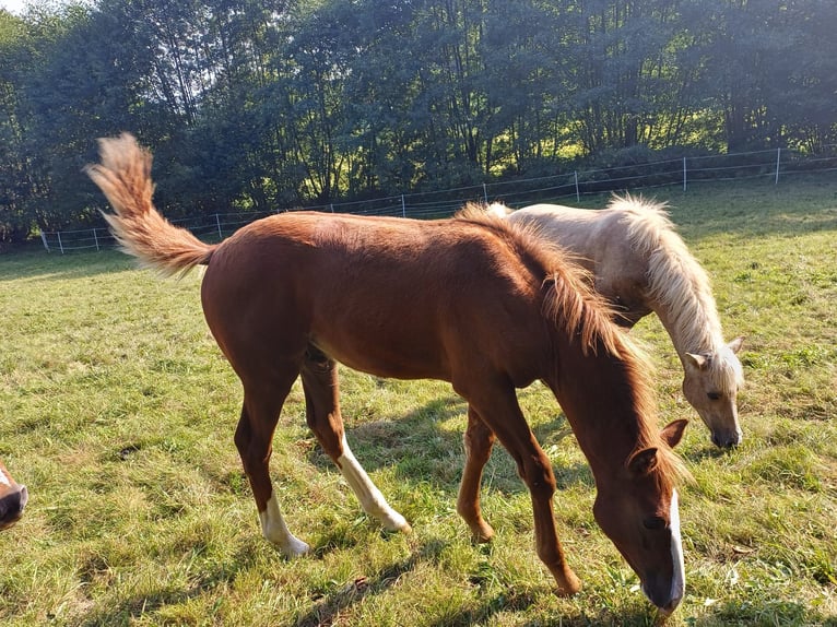 Fox trotter de Missouri Semental Potro (04/2024) 157 cm Alazán in Winterwerb