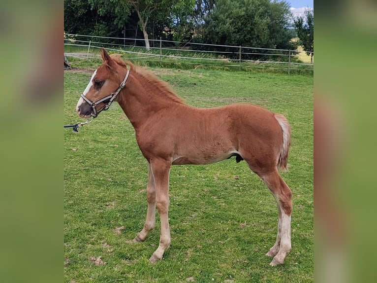 Fox trotter de Missouri Semental Potro (04/2024) 157 cm Alazán in Winterwerb