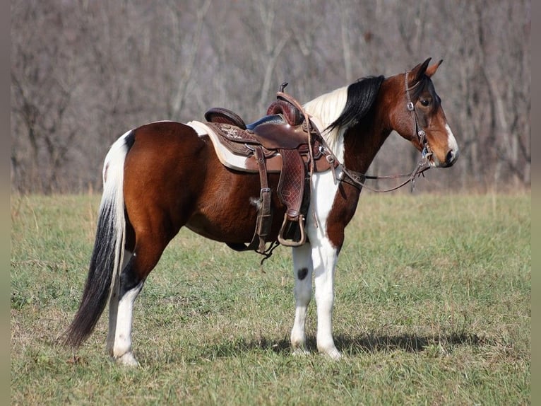 Fox trotter de Missouri Yegua 10 años 147 cm Tobiano-todas las-capas in Jamestown KY