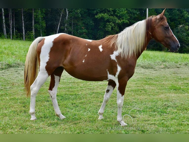 Fox trotter de Missouri Yegua 10 años 152 cm Alazán rojizo in Park Hills, MO