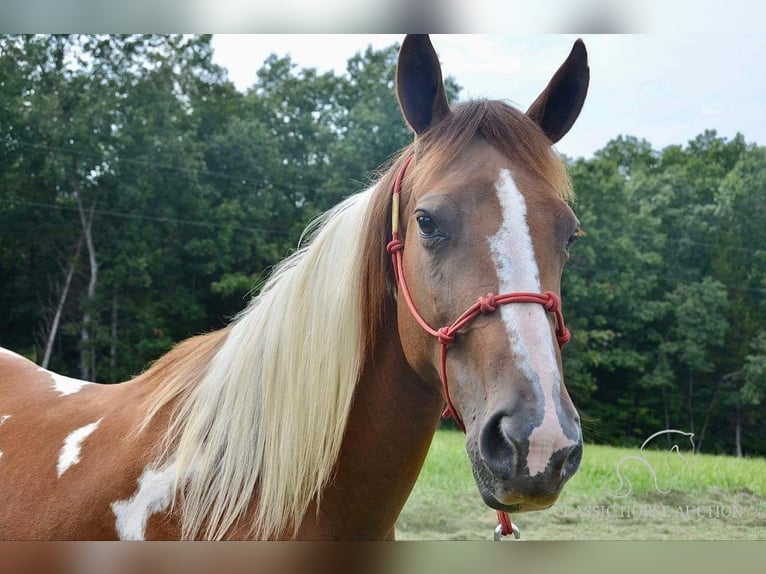 Fox trotter de Missouri Yegua 10 años 152 cm Alazán rojizo in Park Hills, MO