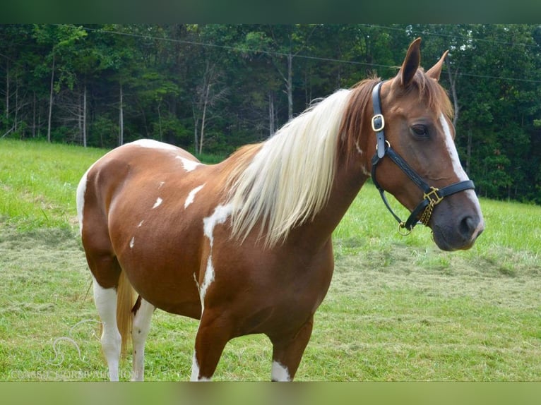 Fox trotter de Missouri Yegua 10 años 152 cm Alazán rojizo in Park Hills, MO