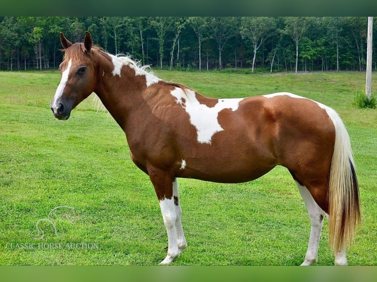 Fox trotter de Missouri Yegua 10 años 152 cm Alazán rojizo in Park Hills, MO