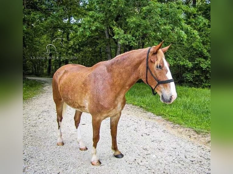 Fox trotter de Missouri Yegua 10 años 152 cm Alazán rojizo in Troy, MO