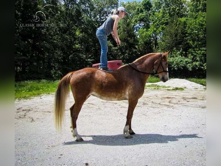 Fox trotter de Missouri Yegua 10 años 152 cm Alazán rojizo in Troy, MO