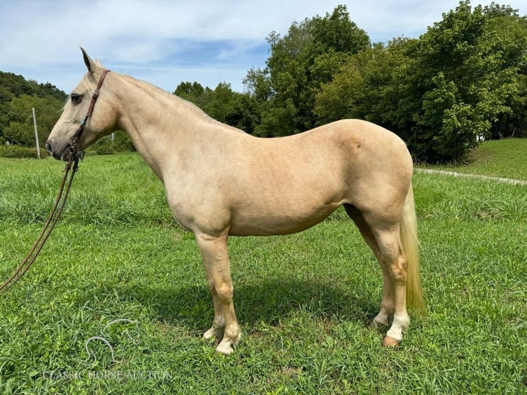 Fox trotter de Missouri Yegua 10 años 152 cm Palomino in Greensburg, ky